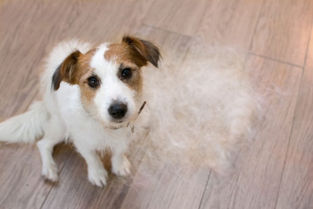 Common Pet Allergens