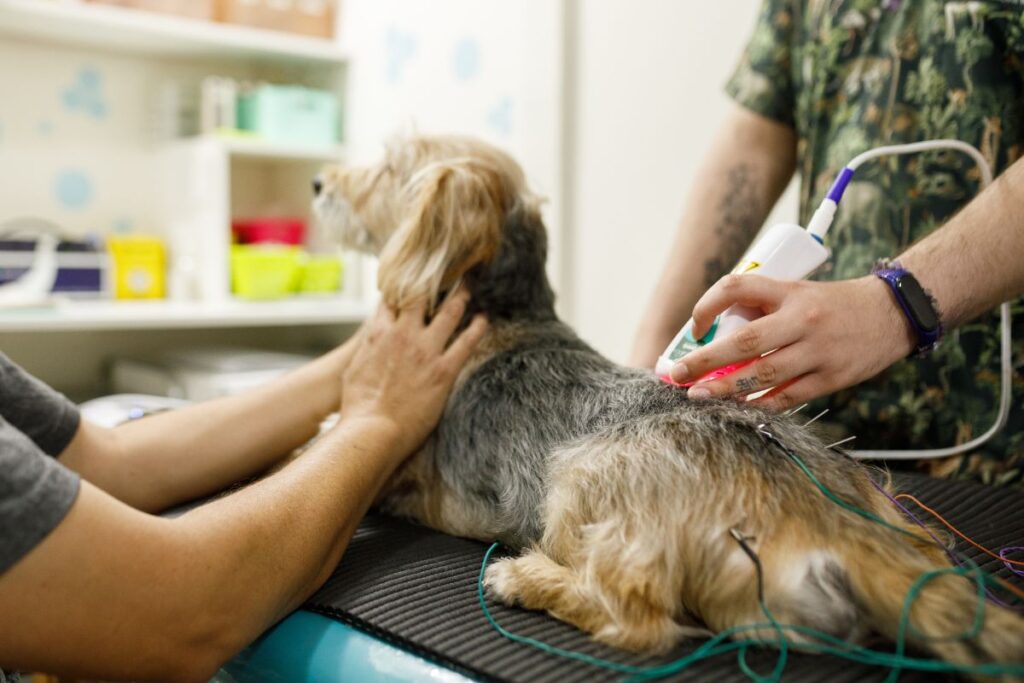 Pet Leaser Therapy