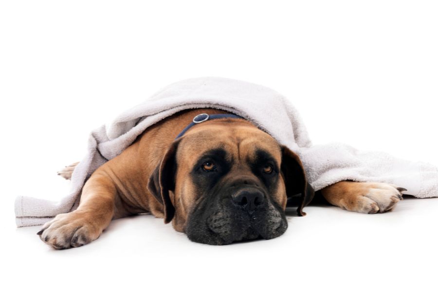 pain relief for senior pets