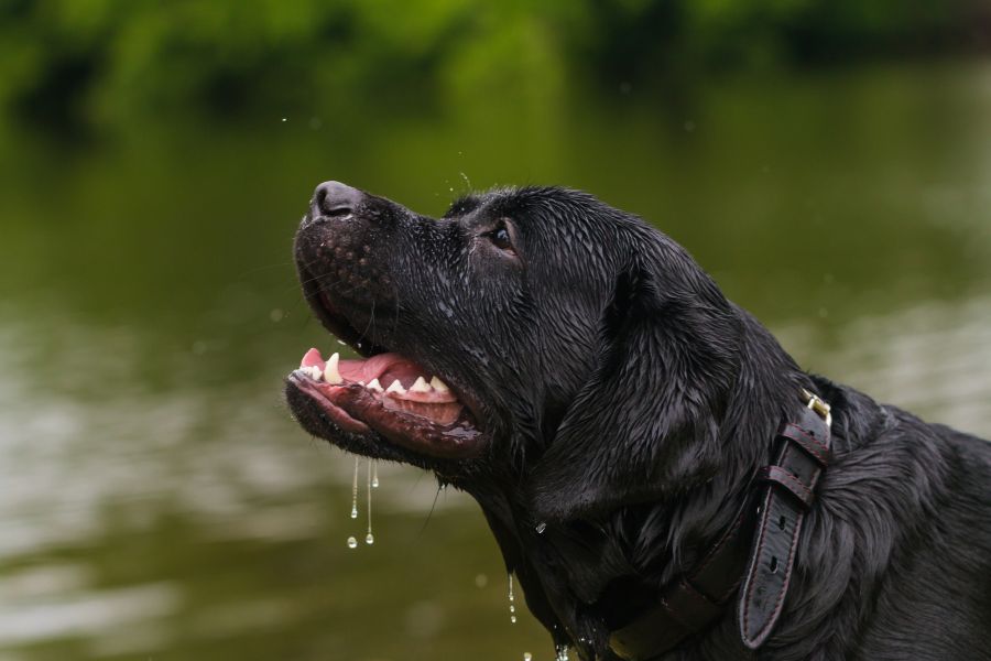 canine-parvovirus-myths-facts-guide