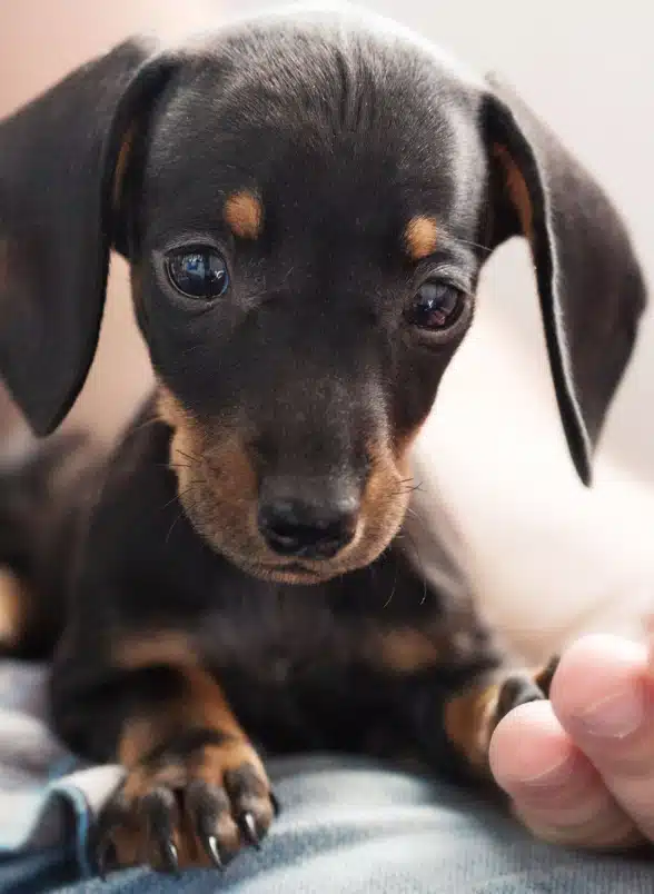little puppy sitting and need for a care by veterinarians